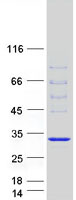 proto75190 dnajb6 human recombinant protein