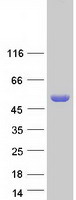 proto75191 xylb human recombinant protein