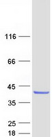 Coomassie blue staining of purified COQ9 protein