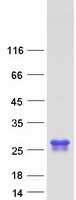 proto75223 ggct human recombinant protein