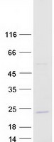 proto75293 gadd45b human recombinant protein