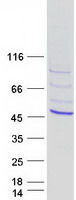 proto75333 tbx10 human recombinant protein