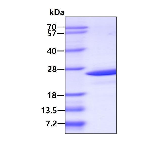 proto75340 sdspage human pdcd6 recombinant protein_1