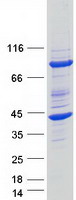 Coomassie blue staining of purified FKBP6 protein