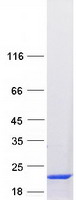 proto75347 tbca human recombinant protein