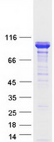 Coomassie blue staining of purified BCAS1 protein