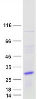 proto75365 ptp4a3 human recombinant protein
