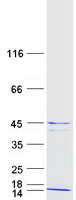proto75367 h2afy human recombinant protein