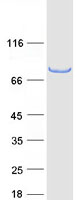 Coomassie blue staining of purified TRIM3 protein