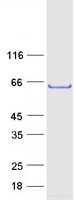 proto75386 tulp3 human recombinant protein