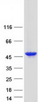 Coomassie blue staining of purified CS protein