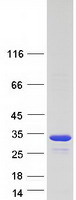 Coomassie blue staining of purified SPAG7 protein