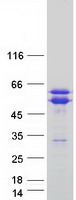 proto75410 tacc1 human recombinant protein