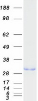 proto75496 geminin gmnn human recombinant protein