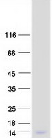 proto75506 hsbp1 human recombinant protein