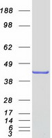 proto75521 peci eci2 human recombinant protein