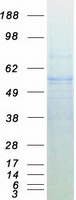 Coomassie blue staining of purified EED protein