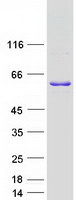 proto75554 wbp4 human recombinant protein