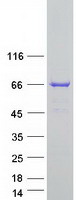 proto75564 jrk human recombinant protein