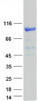 proto75582 msk1 rps6ka5 human recombinant protein