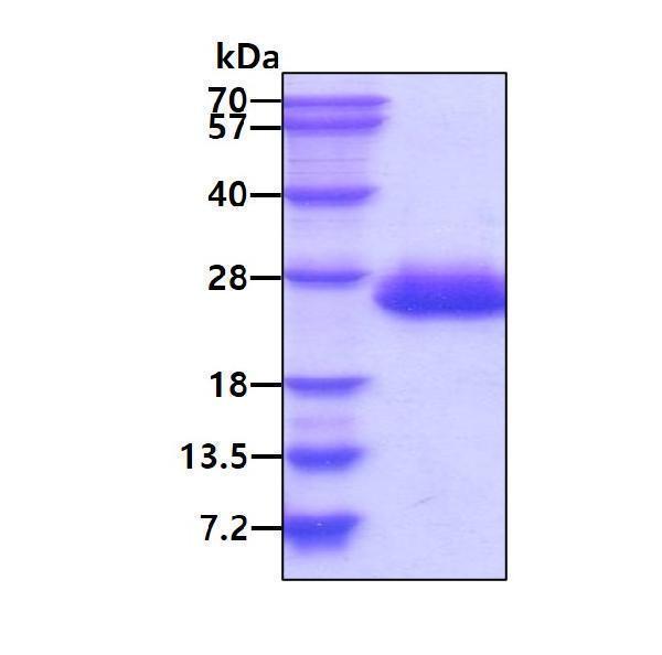 3ug by SDS-PAGE under reducing condition and visualized by coomassie blue stain