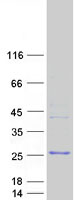proto75607 npm3 human recombinant protein