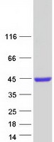 Coomassie blue staining of purified REM1 protein