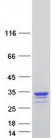 Coomassie blue staining of purified CREG1 protein