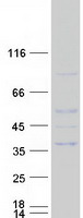 Coomassie blue staining of purified RFPL1 protein