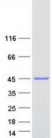Coomassie blue staining of purified ADAP1 protein