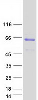 proto75718 crtap human recombinant protein