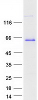 proto75781 paralemmin palm human recombinant protein