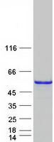proto75794 c10orf7 cdc123 human recombinant protein