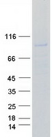proto75815 bcar3 human recombinant protein