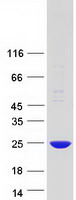 Coomassie blue staining of purified POP7 protein
