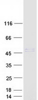 Coomassie blue staining of purified SERPINI2 protein