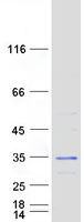 Coomassie blue staining of purified SCO1 protein