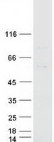 proto75881 cyp7b1 human recombinant protein