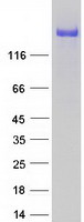 Coomassie blue staining of purified ATRN protein