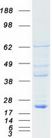 proto75884 rbbp9 human recombinant protein