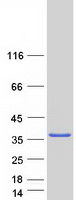 proto75897 sult1c4 human recombinant protein