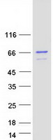 proto75909 ccnk human recombinant protein