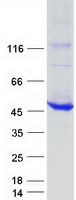 proto75936 bbox1 human recombinant protein