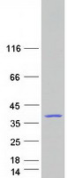 proto75937 dnajc8 human recombinant protein