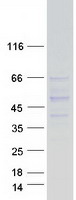 proto75995 sash3 human recombinant protein