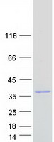 Coomassie blue staining of purified NEBL protein