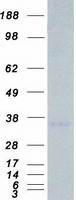 Coomassie blue staining of purified STC2 protein