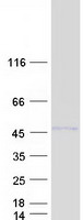 proto76071 ciao1 human recombinant protein