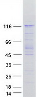 proto94782 usp1 human recombinant protein