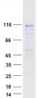 proto94812 baiap3 human recombinant protein